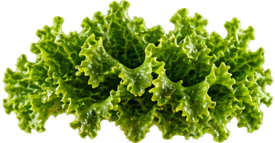 Lettuce